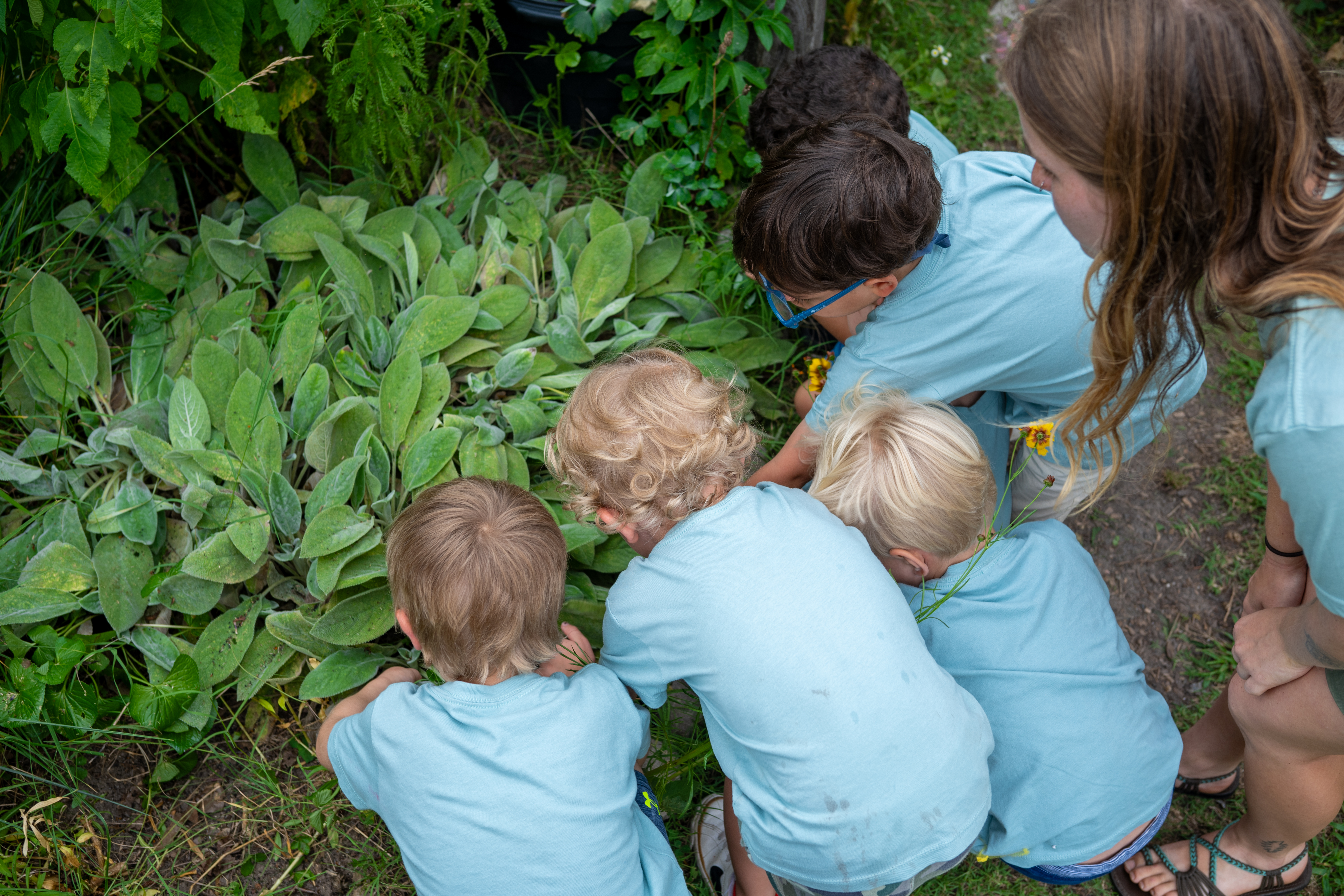 group touching lambs ear plant